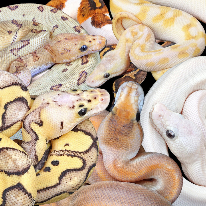 Ball Pythons For Sale